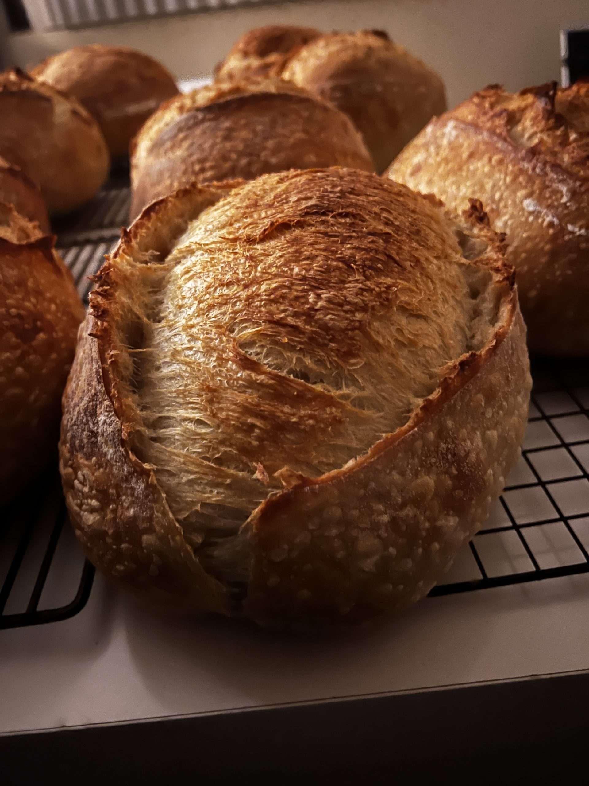A freshly baked loaf of Billy Bread Coyote Sourdough with a blistered, golden crust