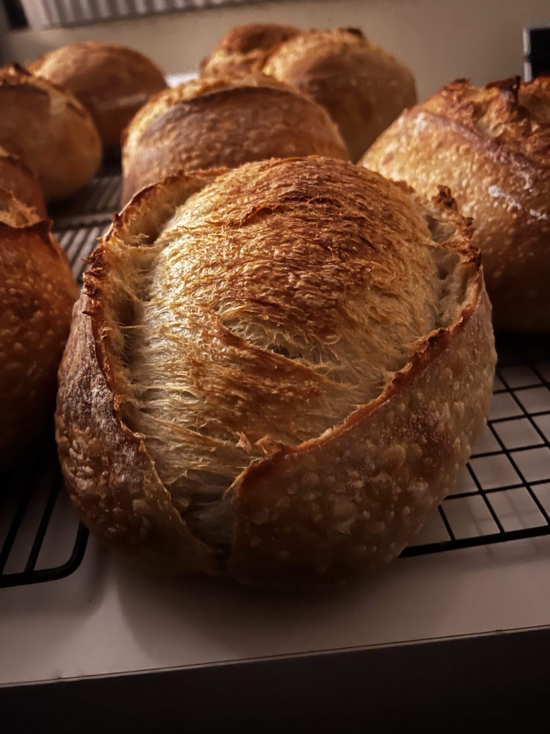 A freshly baked loaf of Billy Bread Coyote Sourdough with a blistered, golden crust